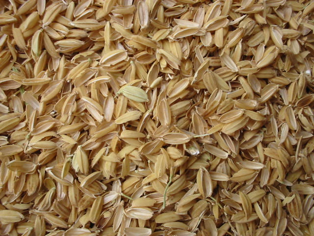 Uhlím budoucnosti by mohly být rýžové slupky. Kredit: Green / Wikimedia Commons.