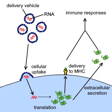 Fungování RNA vakcíny. Kredit: Kuon.Haku / Wikimedia Commons.