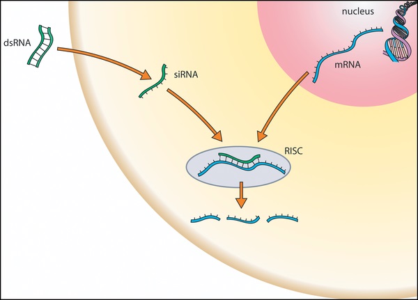 RNA interference.