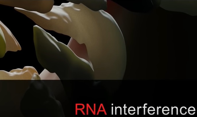 RNA interference - výukové video. Kredit: Nature Video.