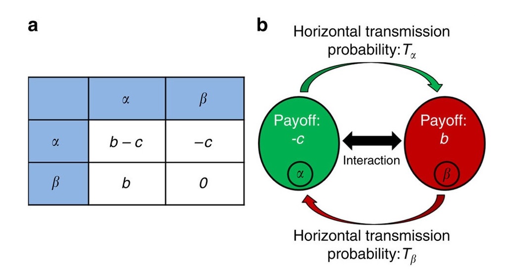 Schema matematického modelu. Vlevo: Matice přínosu. Vpravo: Pravděpodobnost horizontálního přenosu mikrobů mezi hostiteli. Je pravděpodobné, že mikrobi na své hostitele působí tak, že začnou pomáhat jiným. Jde o vztah, ze kterého těží i další parazit