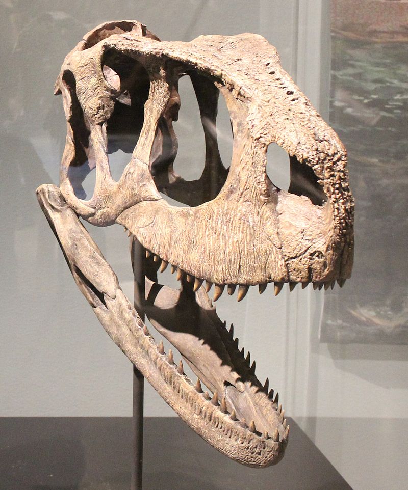 RekonstruovanĂˇ lebka rugopse na vĂ˝stavÄ› National Geographic Spinosaurus Exhibit. DobĹ™e patrnĂ˝ je vrĂˇsÄŤitĂ˝ povrch lebky i jedna ze dvou Ĺ™ad zĂˇhadnĂ˝ch otvorĹŻ na hornĂ­ ÄŤĂˇsti lebky. ZaĹľiva snad mohly slouĹľit k u kotvenĂ­ hĹ™ebĂ­nku z mÄ›