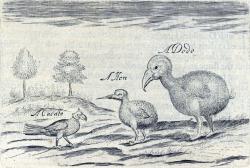 S ptáky Dodo se poprvé setkali portugalští námořníci kolem roku 1507. Náčrtek je z roku 1634 od sira Thomase Herberta. Zobrazen je papoušek, chřástal a dronte. Kredit: Volné dílo. S ptáky Dodo se poprvé setkali portugalští námořníci kolem roku 1507. Náčrtek je z roku 1634 od sira Thomase Herberta. Zobrazen je papoušek, chřástal a dronte. Kredit: Volné dílo.