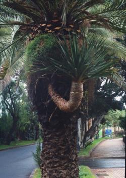 Dracaena draco ako epifyt na datľovníku, Tenerife, 3.12.2001