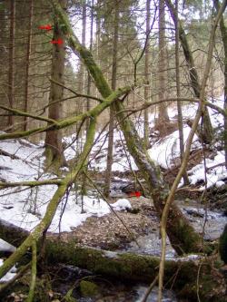 Sladiče na zlomenom javore - celkový pohľad, 2.3.2013