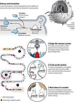 RNA vakcína společnost Moderna. Kredit: V. Altounian/Science.