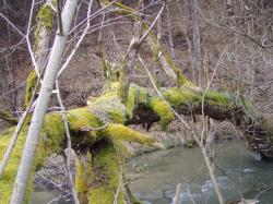 Hviezdica a pakost krvavý na vŕbe bielej - Domanižanka 5.4.2015