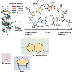 Nukleotidy v DNA. Kredit: OpenStax / Wikimedia Commons.