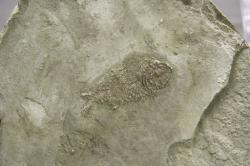 Sicilský kámen se zbytkem ryby. Archeologické muzeum v Syrakúsách. Kredit: Wikimedia Commons.
