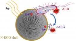 Grafenové nanočástice likvidují rezistentní bakterie (ARB) a volně plující geny s rezistencí (eARG). Kredit: Alvarez Research Group/Rice University.