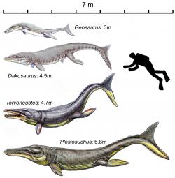 Velikostní porovnání několika zástupců čeledi Metriorhynchidae a dospělého člověka. V okolí dnešního Štramberka kdysi plavali blízcí příbuzní obou větších zobrazených metriorhynchidů, tedy rodů Torvoneustes a Plesiosuchus. Před 133 miliony let byste si v českém moři asi zaplavat nechtěli. Kredit: Mark T. Young; et al. (2012); Wikipedia (CC BY 2.5)
