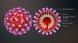 Struktura koronaviru, Kredit: https://www.scientificanimations.com . CC BY-SA 4.0