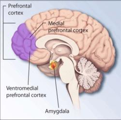 Lokalizace prefrontální kůry a amygdaly v lidském mozku Kredit: National Institutes of Health, volné dílo