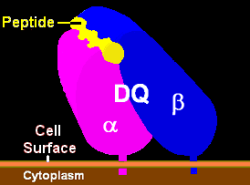 Ilustrace molekuly proteinu HLA-DQ (purpurová a modrá) s navázaným ligandem (žlutá) na plazmatické membráně buňky vystavující na svém povrchu antigen s fragmentem patogenu. Kredit: Pdeitiker, Wikimedia Commons, volné dílo