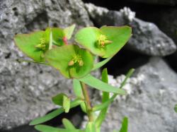Pryšec azorský (Euphorbia azorica). Kredit: Ixitixel, Wikipedia, CC BY-SA 3.0 Pryšec azorský (Euphorbia azorica). Kredit: Ixitixel, Wikipedia, CC BY-SA 3.0