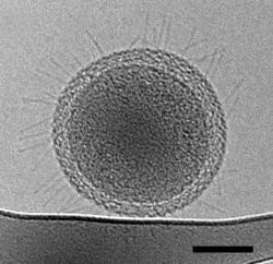 Toto by měla být nejmenší bakterie na světě. Snadno projde filtrem s otvory 200 nm. Kredit: Berkeley Lab