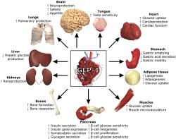 Fyziologické účinky glukagonu podobného peptidu-1 (GLP-1), což je tělem produkovaný hormon. Stejně působí i lék s některým z agonistů jeho receptoru. Účinná látka se na něj váže a stejně jako hormon vyvolává příslušnou kaskádu biochemických reakcí. Kredit: Lthoms11, Wikimedia Commons, CC BY-SA 4.0