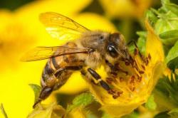 Za svou imunitu vděčí včelí larvy a mlaďušky královně. Ochranu jim dává do vínku prostřednictvím bílkoviny vitellogenin. Kredit: Christofer Bang