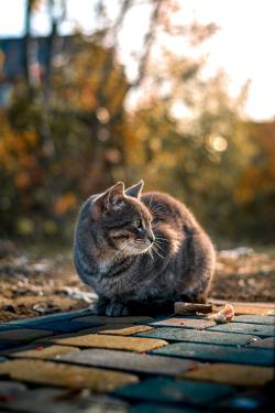 Kočka – přítulná, mazlivá, přesto nezávislá, s dřímající duší lovce. (Kredit: Andrey, pexels.com, volné dílo).