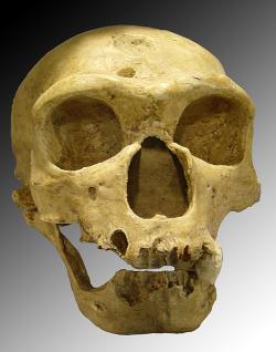 Lebka Homo neanderthalensis pozdního evropského typu z období před asi 50 tisíci lety. Lebka byla objevená v roce 1908 ve francouzské jeskyni La Chapelle-aux-Saints (Francie). Kredit: Luna04, Wikipedia CC BY-SA 3.0