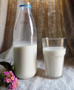Mléko je vzácným zdrojem hodnotných živin nevyhnutných pro co nejlepší start do života savčích potomků. Kredit: Osel, vlastní dílo