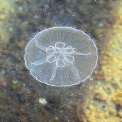 Talířovka ušatá (Aurelia aurita) je běžná medúza. Ta na obrázku, nafocena ve fjordu Gullmarn (Racek) uprostřed švédského souostroví Bohuslän je však neobvyklá svými šesti gonádami. Její družky je mají jen čtyři. Druhá, malá medúza je mladičká talířovka obrovská (Cyanea capillata). Kredit: W.carter, Wikimedia Commons, volné dílo