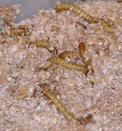 Mouční červi, přesněji larvy Potemníka moučného prolézající chovným substrátem.  Kredit: Richard Chambers, Wikimedia Commons, CC BY-SA 3.0