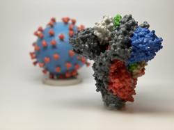 Virus SARS-CoV-2 s 3D strukturou spike proteinu. Od té se „učily“ všechny očkovací látky na COVID-19. Je totiž tím, co viru umožňuje proniknout do buněk a infikovat je. Kredit: NIH.