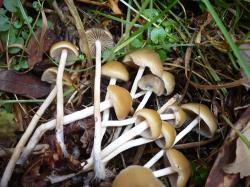 Lysohlávka česká (Psilocybe serbica var. bohemica) je prý poddruhem Lysohlávky srbské obdobně jako Lysohlávka moravská (zde https://upload.wikimedia.org/wikipedia/commons/e/e2/Psilocybe-moravica.jpg). Nicméně v detailech botanické systematiky (nejen) hub se orientují jenom odborníci. Kredit: Gerhard Koller (Mushroom Observer https://mushroomobserver.org/