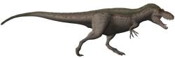 Rekonstrukce druhu Daspletosaurus torosus, nejbližšího vývojového příbuzného nového tyranosaurida. Daspletosauři žili zhruba o 2 až 5 milionů let později a mohli tak být přímými evolučními potomky rodu Thanatotheristes. Společně tvoří tyto dva rody klad Daspletosaurini. Kredit: Steveoc 86; Wikipedie (CC BY-SA 2.5)