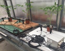 Tři ve skleníku odposlouchávané exempláre rajčat. Kredit: Ohad Lewin-Epstein, Tel-Aviv University