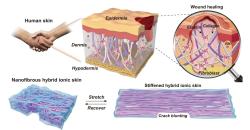 Vzorem pro stavbu umělé kůže byla struktura elastinových a kolagenových vláken lidské kůže, jež zajišťuje pružnost i pevnost. Umělou kůži tvoří síť polyuretanových nanovláken prostoupených iontovou hydrogelovou matricí. Při natažení se stává tužší, odolná vůči trhlinám. Kredit: Wang et al., Nature Communications (2022)