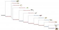 Evoluční kladogram synapsidů. Kredit: Wikipedia, upraveno podle Laurin, M. et al., Kemp, T.S. (2011) a The Tree of Life Web Project ISBN 978-0-253-35697-0
http://tolweb.org/Synapsida/14845
978-0-253-35697-0