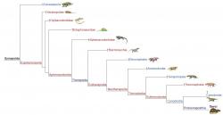 Evoluční kladogram synapsidů. Kredit: Wikipedia, upraveno podle Laurin, M. et al., Kemp, T.S. (2011) a The Tree of Life Web Project ISBN 978-0-253-35697-0
https://tolweb.org/Synapsida/14845
978-0-253-35697-0