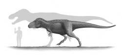 Velikostní srovnání subadultního a plně dospělého jedince tarbosaura v porovnání s člověkem o výšce 1,8 metru. Největší v současnosti známý exemplář tarbosaura dosahoval délky asi 11 až 12 metrů a jeho hmotnost se pohybovala až kolem 5 metrických tun. Kredit: Steveoc 86, Wikipedie (CC BY 2.5)
