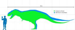 Čelistní rýha byla zřejmě společným znakem albertosaurinů, podčeledi tyranosauridů, do které v současnosti řadíme pouze dva rody – Albertosaurus a Gorgosaurus. V obou případech šlo o relativně lehce stavěné predátory o délce kolem 9 metrů a hmotnosti v rozmezí 1 až 2 tun. Svoji potravu zřejmě aktivně hledali za pomoci zraku i čichu. Kredit: I. Reid, M. Martyniuk, Wikipedie (CC BY-SA 3.0)