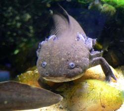 Axolotl mexický. Vidět ho jako dospělce, je vzácnost. Kredit: Stan Shebs, Wikipedia.