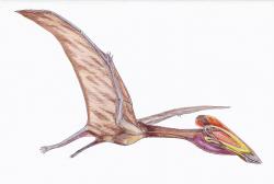 Blízkým příbuzným českého ptakoještěra od Chocně mohl být maďarský druh Bakonydraco galaczi. Přibližně takto tedy mohl vypadat východočeský pterosaur, pokud by dorostl do plných rozměrů. kredit: Dmitrij Bogdanov, Wikipedie