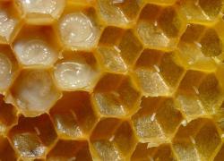 Hexagonální variace teselace v podání Apis mellifera. (Kredit: Včela medonosná)