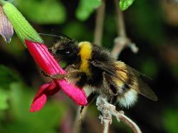 Zkušená samička čmeláka Bombus terrestris se naučila, kde je potřeba kousnout aby se bez zbytečného zdržování dostala k nektaru. (Kredit: Alvesgaspar CC BY-SA 3.0, Wikipedia)