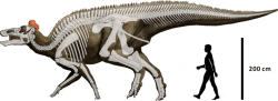 V případě, že by planetka Chicxulub dopadla do některé části oněch 87 % povrchu s běžným obsahem kritických prvků, dinosauři by možná přežili. Zde jeden z posledních žijících druhů kachnozobých dinosaurů, severoamerický Edmontosaurus regalis. Kredit: Hai Xing, Jordan C. Mallon, Margaret L. Currie (https://journals.plos.org/plosone/article?id=10.1371), Wikipedie (CC BY 2.5)