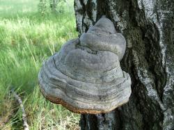 Podání extraktu mycelia troudnatce snížilo včelám virus DWV (měřeno titrem protilátek), více než 800krát. Foto: George Chernilevsky.