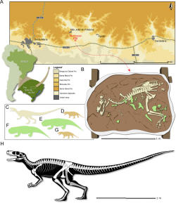 Grafické znázornění nálezové situace typového exempláře druhu Gnathovorax cabreirai na paleontologické lokalitě Marchezano v sedimentech geologického souvrství Santa Maria. Kredit: Pacheco, C.; et al. (2019); Wikipedia (CC BY 4.0)