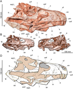 Lebka gnathovoraxe se zachovala ve velmi dobrém stavu a ve značně vysokém stupni kompletnosti. Díky tomu bylo možné poprvé prozkoumat například i trojrozměrný model mozkovny tohoto herrerasaurida. Kredit: Pacheco, C.; et al. (2019); Wikipedia (CC BY 4.0)