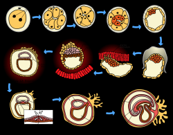 Schematický vývoj lidského zárodku během prvních 23 dní. Model z předchozího obrázku je tedy již těsně za polovinou. Kredit: Zephyris, Wikipedia, CC BY-SA 3.0.