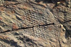 Paleodictyon je poměrně hojná ichnofosilie, představující zřejmě zkamenělý pozůstatek životní činnosti mořských organismů. Jako první jej zakreslil již před půl tisíciletím italský renesanční učenec Leonardo da Vinci. Kredit: Falconaumanni, Wikipedie (CC BY-SA 3.0)