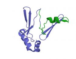 Hormón ghrelin.