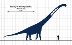 Úžas dětí nad obrázky některých dinosaurů je zcela pochopitelný. Dokážete si představit, že i tak obrovský táta, jako byl ten váš, je například oproti sauroposeidonovi jenom nicotným trpaslíkem? Kredit: Steveoc 86, Wikipedie (CC BY-SA 3.0)