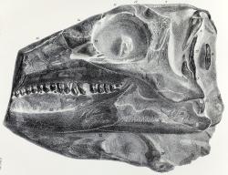 Litografické zobrazení částečně dochované lebky neotypu scelidosaura. Je pozoruhodnou skutečností, že i přes relativně vysokou kvalitu dochování tohoto tyreofora nepopsal Sir Richard Owen jeho kosterní anatomii podrobněji. Scelidosaurus byl přitom jedním z prvních dinosaurů, z něhož byla objevena bezmála kompletní kostra. Kredit: Jos. Dinkel; Wikipedie (volné dílo)