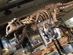 Pohled na repliku kostry „Scottyho“ v instituci T.rex Discovery Center z jiného úhlu. Ať se ale podíváte jakkoliv, nepochybně vás ohromí svou mohutností a celkovými rozměry. Samotná stehenní kost tohoto tyranosaura je dlouhá 133 cm a váží kolem 90 kilogramů. Scotty žil v období nejsvrchnější křídy (geologický stupeň maastricht), asi před 68 až 66 miliony let a dožil se věku kolem 30 let. Dosud není jisté, zda šlo o samce nebo samici. Kredit: Muhsatteb; Wikipedie (CC BY-SA 4.0)